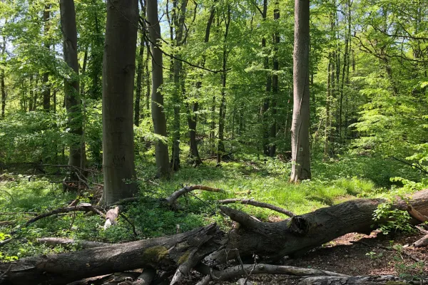 Blick in einen naturnahmen Buchenwald (Schorfheide)